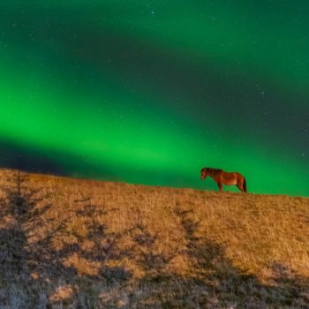 Photo d'un cheval sur le haut d'une colline par un soir d'aurores boréales © Jean Navarro