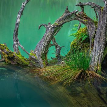 Souche d'arbre en décomposition dans un lac d'Oregon