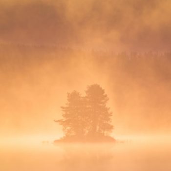 Arbre dans la brume matinal en Finlande