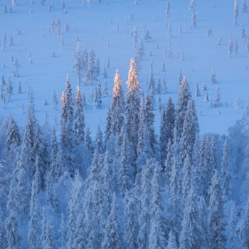 cime d'arbre enneigé en Finlande
