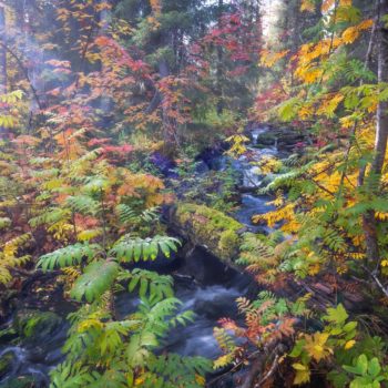 sous-bois colorée à l'automne en Finlande
