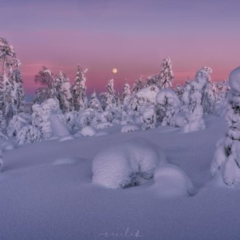 Arbre enneige au coucher de soleil lors de notre séjour photo en Laponie © Cécile Villevieille