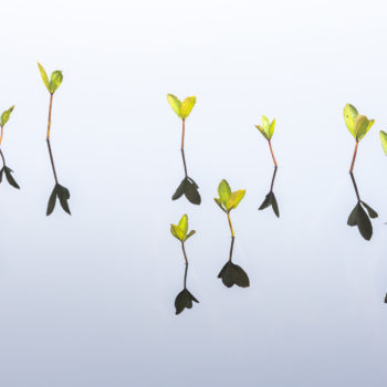 Nénuphars sur un lac en Finlande