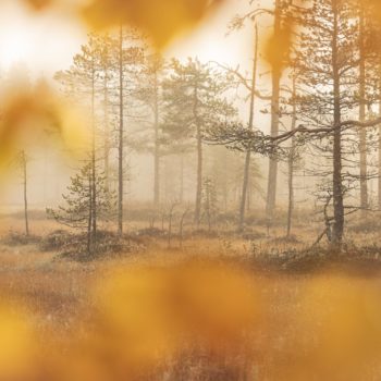 Feuilles et couleurs d'automne en finlande