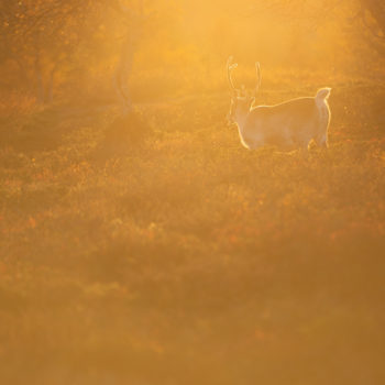 Renne au coucher du soleil