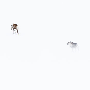 Rennes sur un lac enneigé en laponie