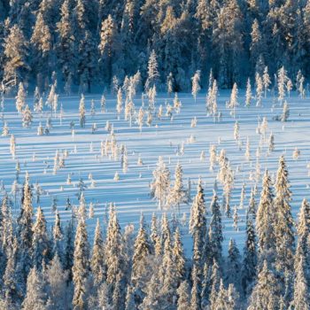 Taiga finlandaise en laponie