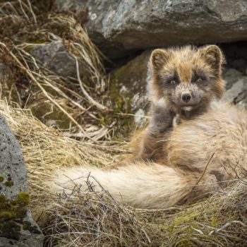 Renard arctique en Islande