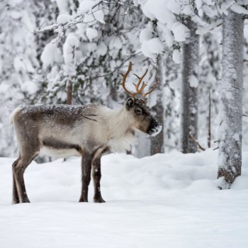 Renne en Finlande près d'une forêt boréale. ©Gilles Rohaut
