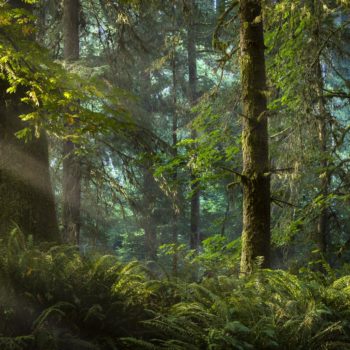 Faisceau de lumière traversant dans une forêt de l'Oregon