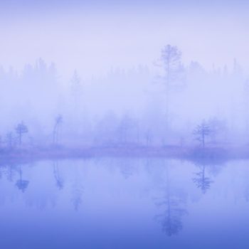 Brume matinal sur une tourbière en Finlande