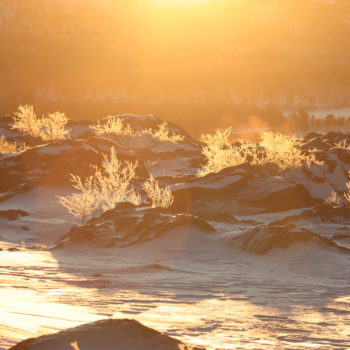 Arbuste givrée au lever de soleil, prés du Storasjofallet en Suède ©Julie Velasquez