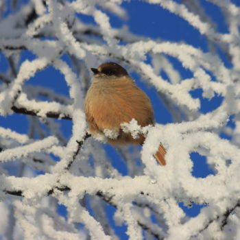 oiseau dans un arbre enneigé. Cliché prise durant un voyage photo en Laponie ©Julie Velasquez