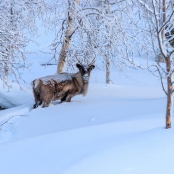 Renne dans la neige regardant le photographe lors d'un voyage photo laponie par Renardo & Puffinou. ©Jean Navarro