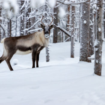 reine au milieu d'arbres enneigés. Photo réalisé durant un voyage photo en Laponie ©Jean Navarro