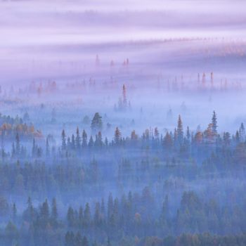 Brume matinal sur la forêt boréal en Finlande