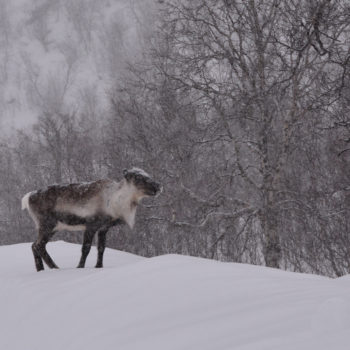 reine sous la neige sur la route du lac Akkajaure en Suède ©Pascale Bazille
