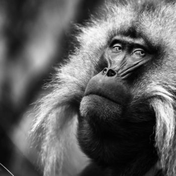 Singe Gelada d'ethiopie