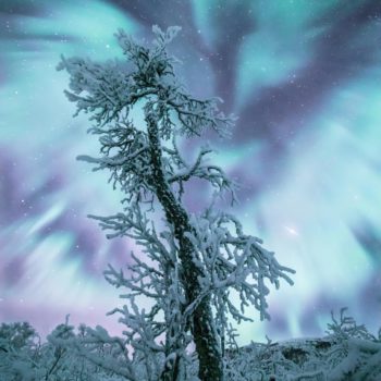 Aurore boréale au dessus d'un arbre en Norvège