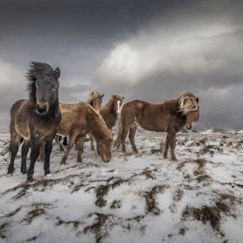 Groupe de chevaux Islandais
