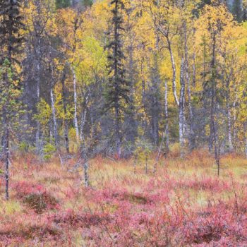 Couleurs automnale en Finlande