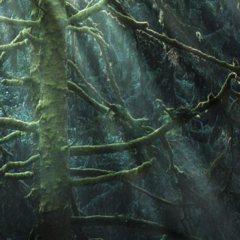 Faisceau de lumière traversant dans une forêt de l'Oregon