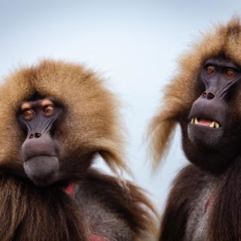 Singe Gelada d'Ethiopie