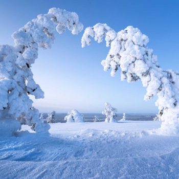 Sapins courbes sou la neige sur une colline de laponie en finlande. ©Thomas Gayral