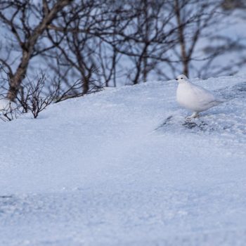lagopede blanc dans la neige en laponie pendant voyage un photo Renardo & Puffinou. ©Thomas Gayral
