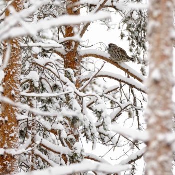 Lagopede alpin posé dans un sapin en laponie finlandaise. ©Hermine Jouan