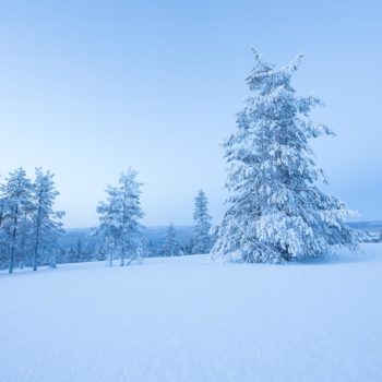 Sapins enneigés sur une colline en laponie finlandaise. ©Michelle Quatrini