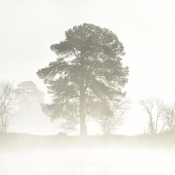 abre dans la brume au bord d'un lac en Finlande © Cécile Gendraud