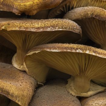 groupe de chapignon collé sur un tronc d'arbre © Cécile Gendraud